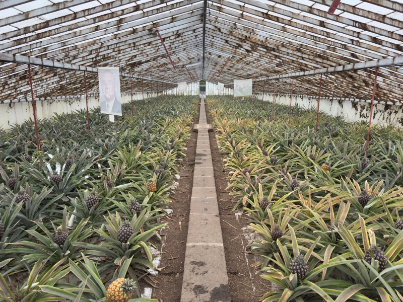 Azorean pineapples being grown in a greenhouse Azorean pineapples being grown in a greenhouse