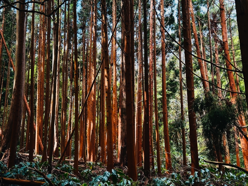 Japanese Cedars on Terceira Japanese Cedars on Terceira
