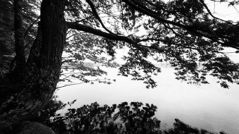 Hemlock at sunset A hemlock tree hangs low over the flat quiet surface of a lake