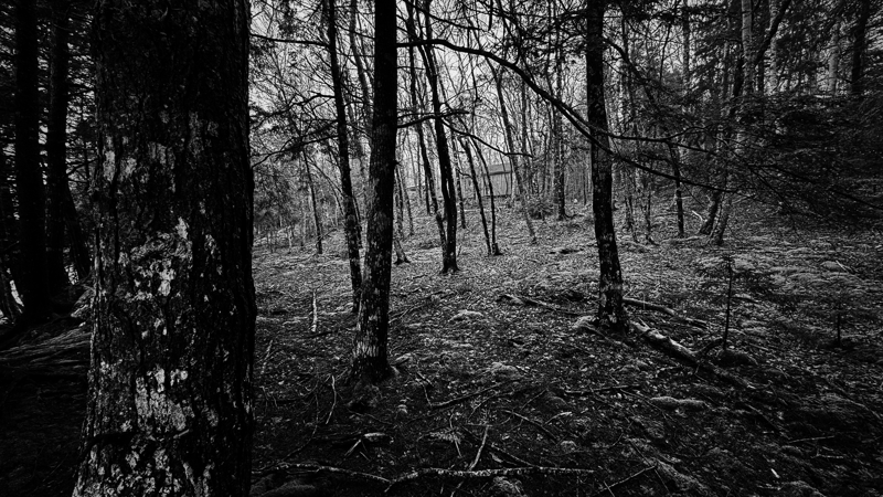 Checked in: The Bunkie Dark wet trees are seen on a hillside with a wood cabin on top of the hill barely visible through the trees and fog