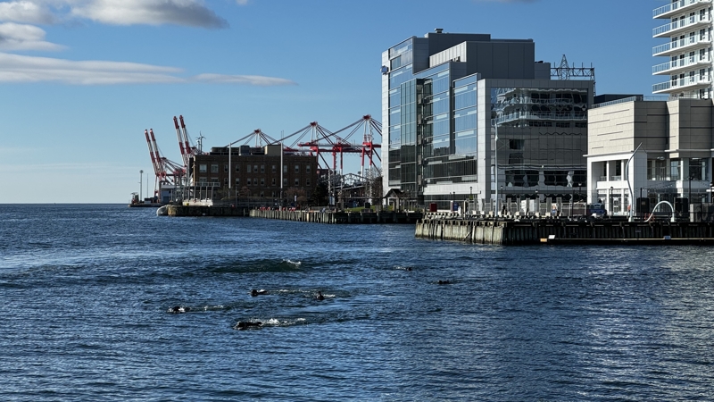 People in black wetsuits are seen swimming in an urban harbour. The sky is blue and bright and there are multiple glass buildings along the waterfront and container cranes in the background.