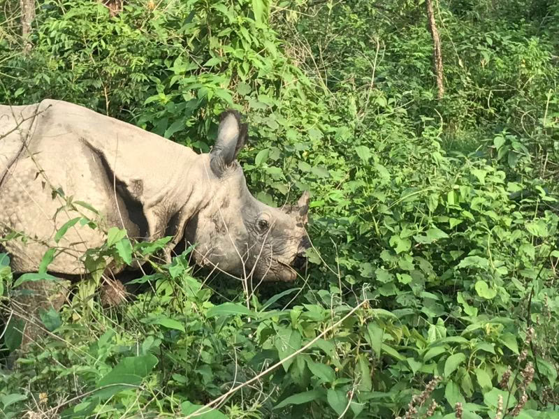 Close encounter with rhinoceras During our safari through a part of Chitwan National Park we were lucky enough to come cross some Asian One-horned Rhinos. Again, because it was low-season we had the whole place to ourselves. Seeing these animals up close in the wild was an experience I'll never forget.