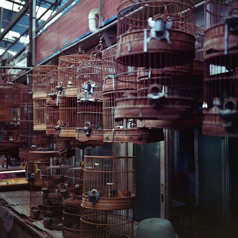 This pet shop was amazing. All manner of living creatures were for sale from crickets and meal worms to birds and lizards.