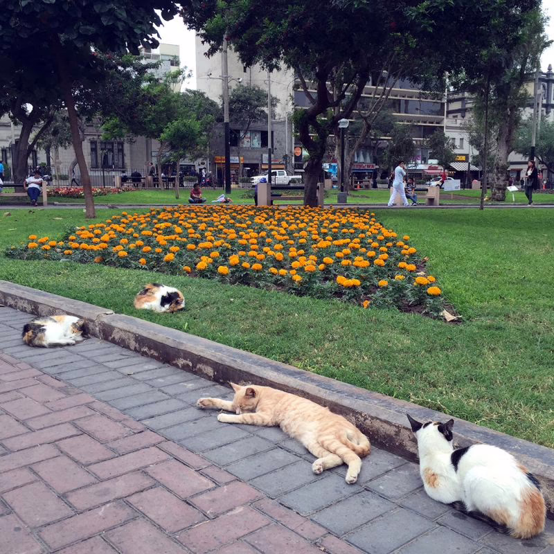 Cats, Kennedy Park One of my favourite stops during our walk around the Miraflores district of Lima was the "cat park". Chill cats everywhere!
