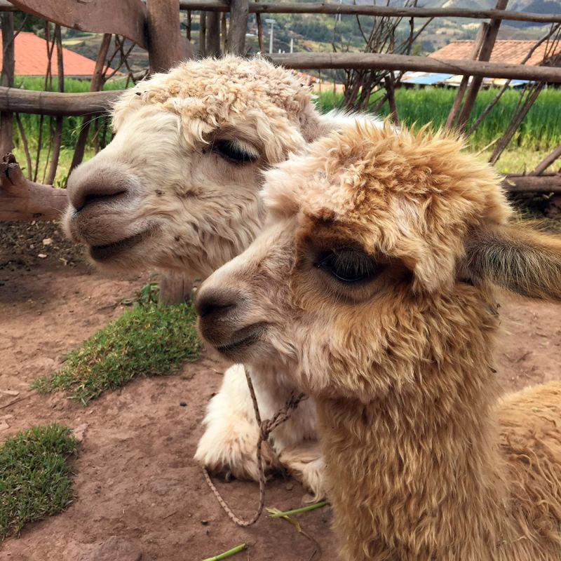 Baby alpacas Look at those faces.