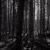 Pine forest, 9 Mile River
