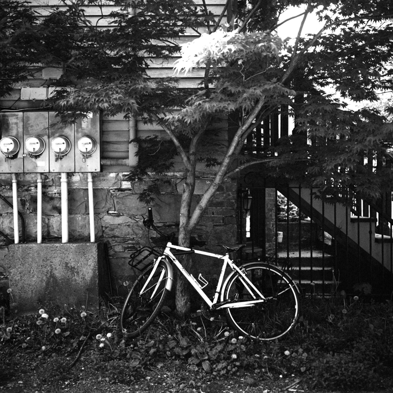 A white bicycle is locked up and leaning against a Japanese Maple tree next to a set of wooden stairs, electricity meters are on the well next to it