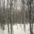 Aspen in winter, March 2009