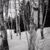 Young Birch in winter, Camp Barrachois