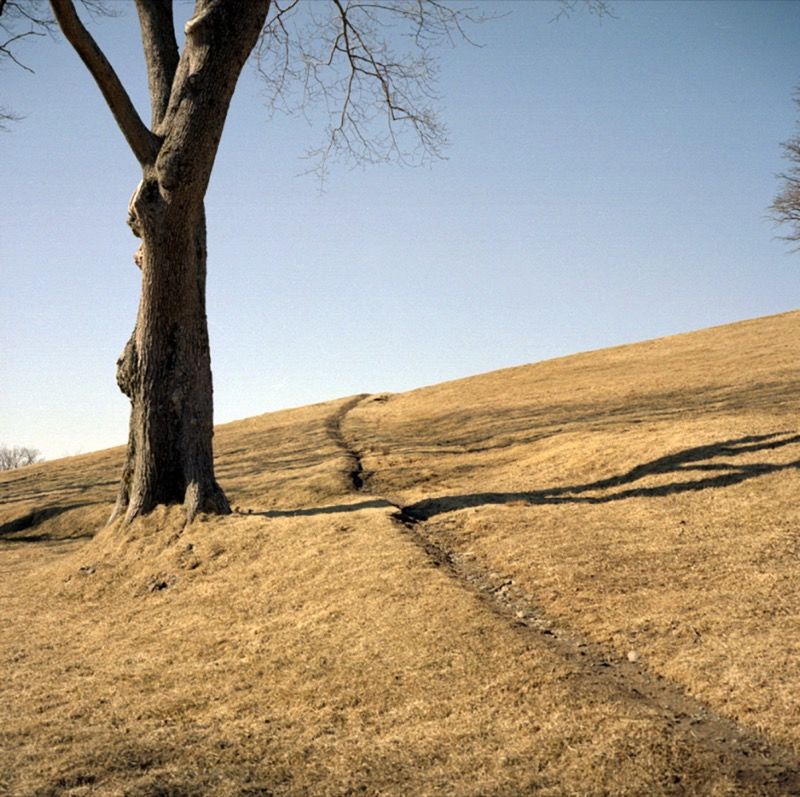 Path and tree on Citadel Hill Path and tree on Citadel Hill