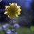 Flower, Halifax Public Gardens (Two)