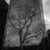 Bare tree and glass, Halifax