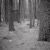 Trees and privy, site 26