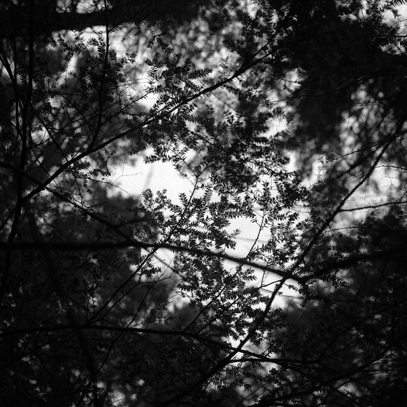 Hemlock, from below Hemlock, from below