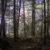 Sunlight through canopy (October 2007)