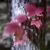Maple Leaves, October 2007