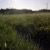 Trail and Grass, Lawrencetown Beach (Two)