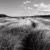 Trail and Grass, Lawrencetown Beach