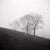 Trees in fog, Citadel hill
